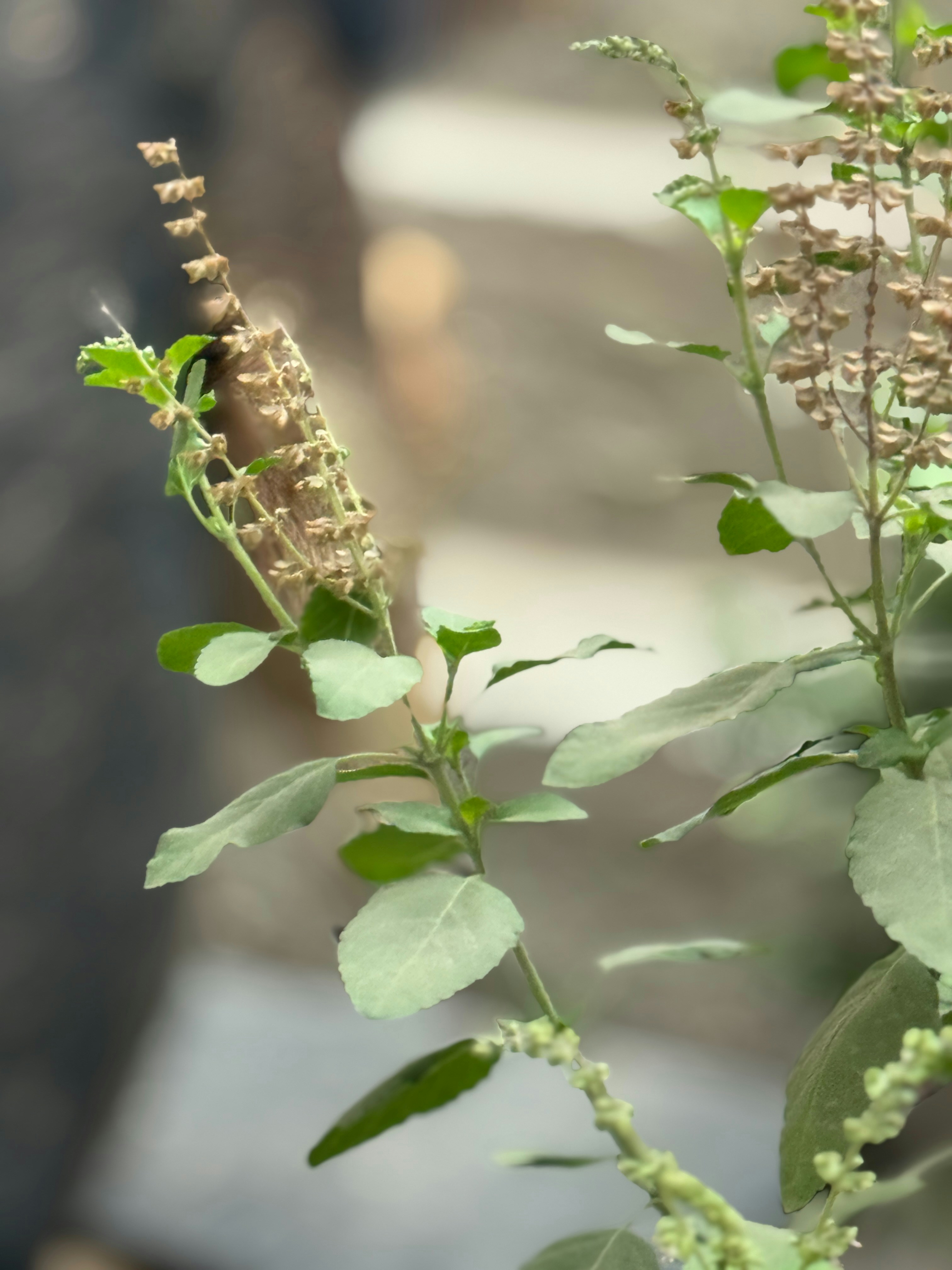 Why I called it Tulsisphere -- and what a plant has to do with building a global platform.